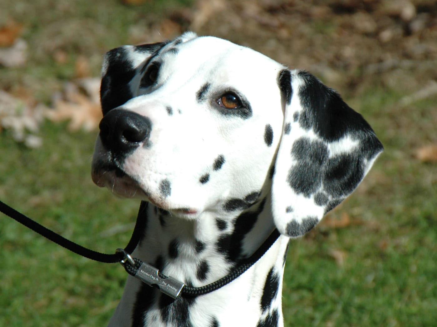 Portrait rapproché d'un Dalmatien adulte