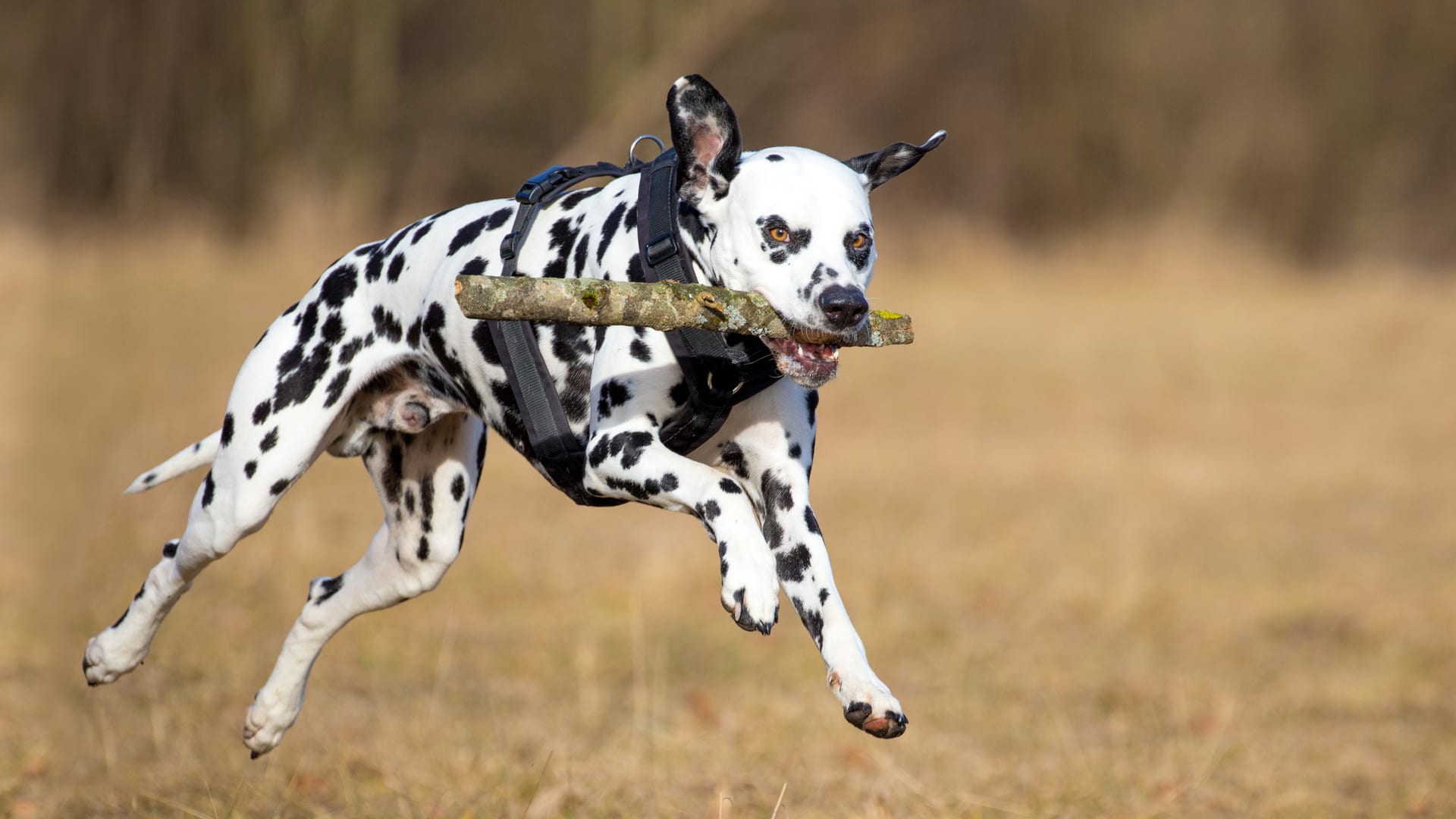 Dalmatien en pleine course, oreilles au vent